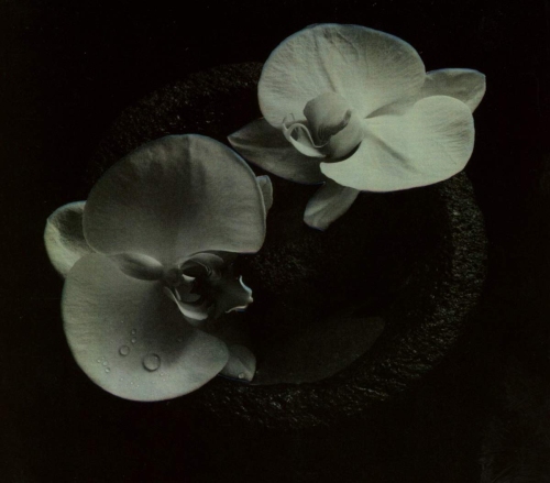 Recensione: MIKE PATTON, JEAN-CLAUDE VANNIER – Corpse Flower